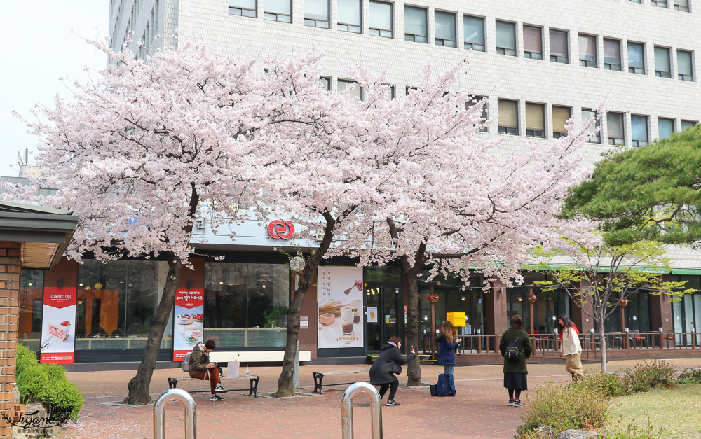 大邱賞櫻咖啡館》咖啡名家 커피명가 草莓蛋糕|桂山聖堂旁 @緹雅瑪 美食旅遊趣