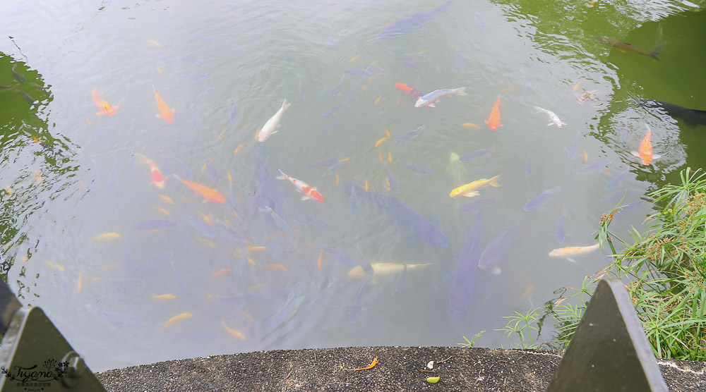 花蓮親子景點，立川漁場 黃金蜆的故鄉，餵魚摸蜊仔體驗 @緹雅瑪 美食旅遊趣