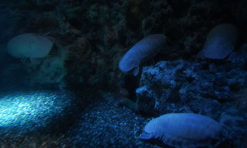 桃園Xpark水族館攻略&#038;企鵝咖啡廳 門票.交通，桃園新景點 Xpark 都會型水生公園 @緹雅瑪 美食旅遊趣