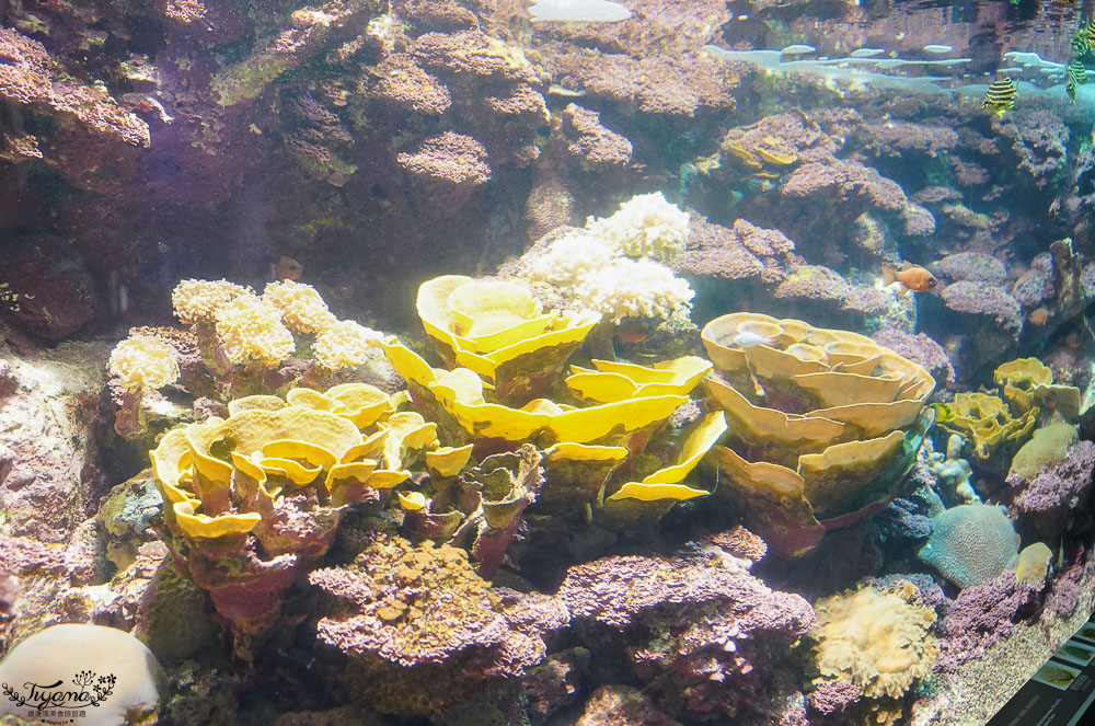 澎湖親子景點推薦，澎湖水族館門票、餵食秀時間、觸摸池開放時間 @緹雅瑪 美食旅遊趣