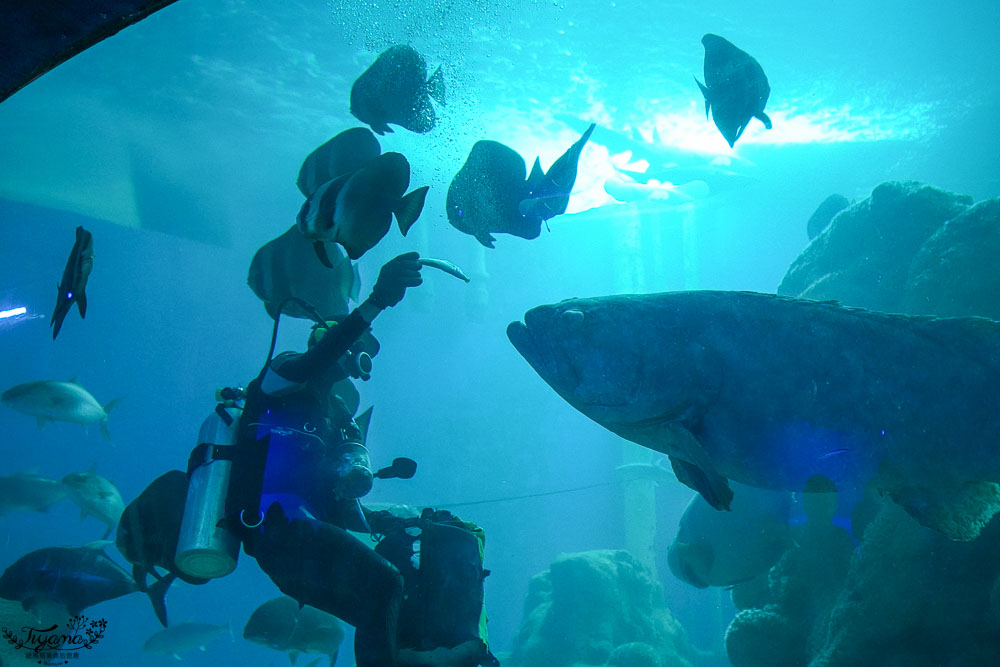 澎湖親子景點推薦，澎湖水族館門票、餵食秀時間、觸摸池開放時間 @緹雅瑪 美食旅遊趣