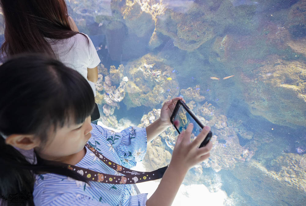 桃園Xpark水族館攻略&#038;企鵝咖啡廳 門票.交通，桃園新景點 Xpark 都會型水生公園 @緹雅瑪 美食旅遊趣