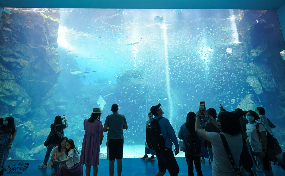 桃園Xpark水族館攻略&#038;企鵝咖啡廳 門票.交通，桃園新景點 Xpark 都會型水生公園 @緹雅瑪 美食旅遊趣