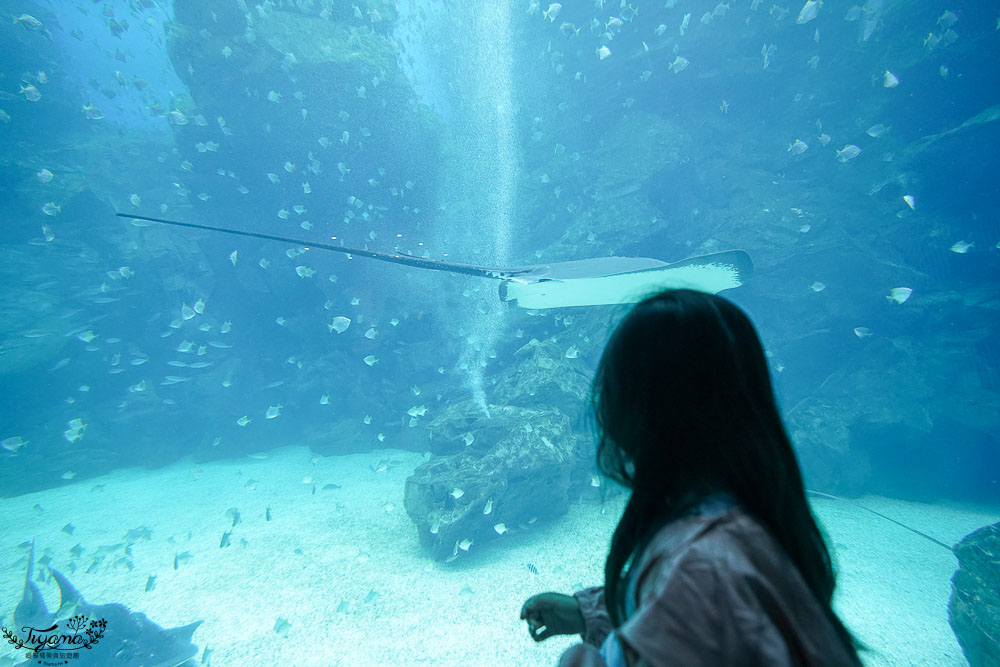 桃園Xpark水族館攻略&#038;企鵝咖啡廳 門票.交通，桃園新景點 Xpark 都會型水生公園 @緹雅瑪 美食旅遊趣