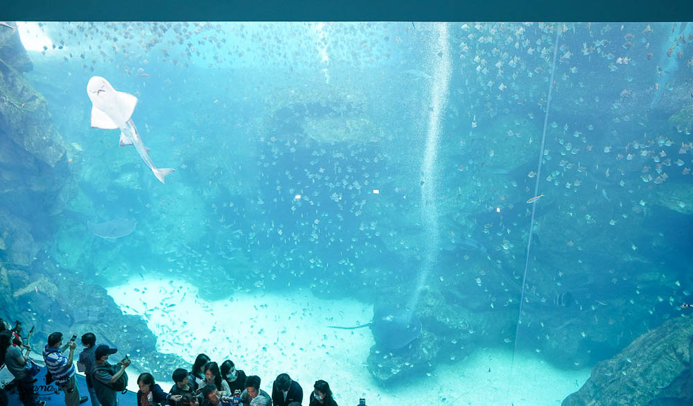 桃園Xpark水族館攻略&#038;企鵝咖啡廳 門票.交通，桃園新景點 Xpark 都會型水生公園 @緹雅瑪 美食旅遊趣