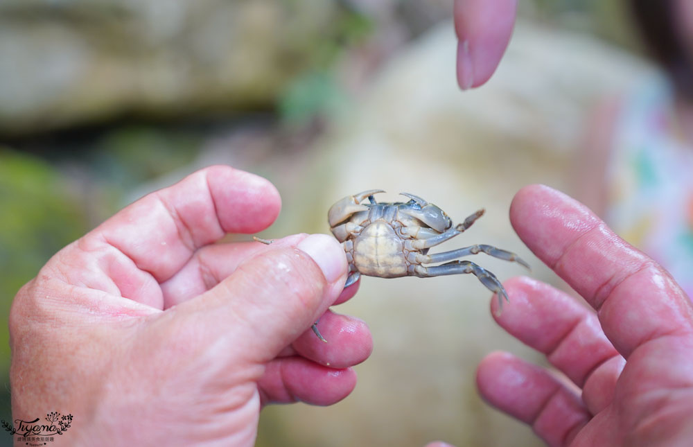 南投埔里親子體驗活動》桃米魚蝦生態探索，親子同樂溯溪生態觀察，知性之旅好好玩！！ @緹雅瑪 美食旅遊趣