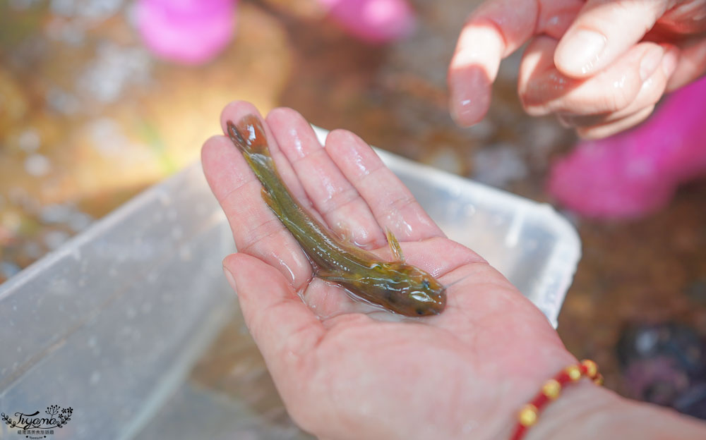 南投埔里親子體驗活動》桃米魚蝦生態探索，親子同樂溯溪生態觀察，知性之旅好好玩！！ @緹雅瑪 美食旅遊趣