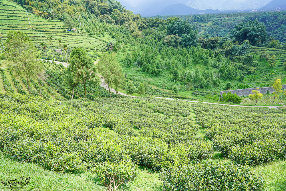 南投景點絕美咖啡莊園，鹿篙咖啡莊園，山間裡的獨棟景觀咖啡廳！！ @緹雅瑪 美食旅遊趣