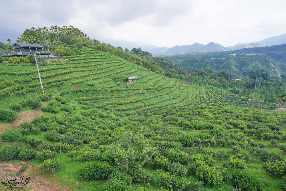 南投景點絕美咖啡莊園，鹿篙咖啡莊園，山間裡的獨棟景觀咖啡廳！！ @緹雅瑪 美食旅遊趣