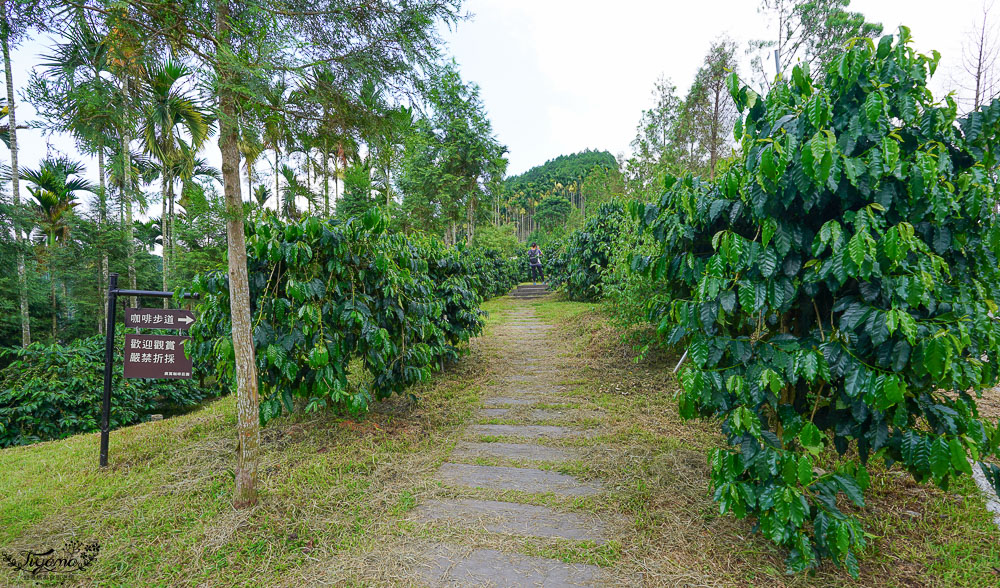 南投景點絕美咖啡莊園，鹿篙咖啡莊園，山間裡的獨棟景觀咖啡廳！！ @緹雅瑪 美食旅遊趣