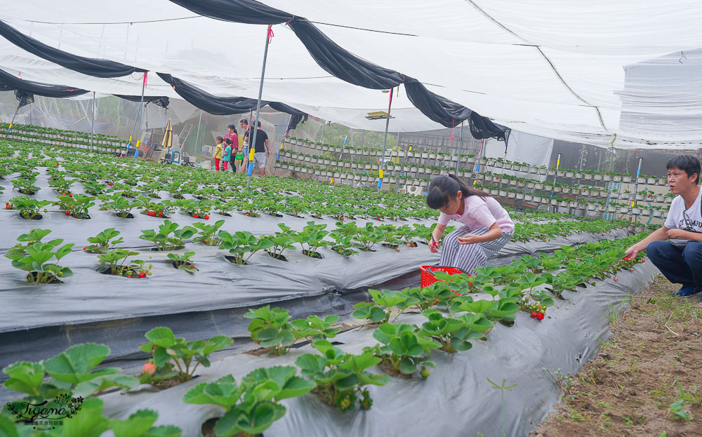 台南草莓園：台南開心有機農場，有機草莓、有機蕃茄開採囉！！ @緹雅瑪 美食旅遊趣