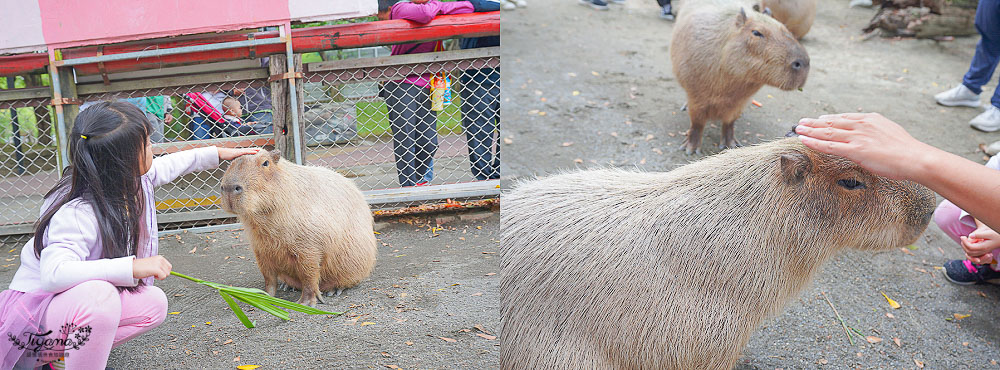 頑皮世界/台南動物園：餵食觸摸長頸鹿、水豚君、羊駝、梅花鹿，還有一票玩到底兒童遊樂園 @緹雅瑪 美食旅遊趣