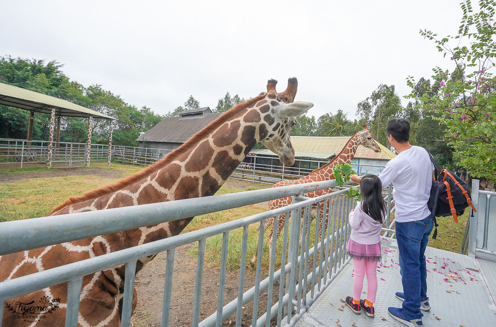 頑皮世界/台南動物園：餵食觸摸長頸鹿、水豚君、羊駝、梅花鹿，還有一票玩到底兒童遊樂園 @緹雅瑪 美食旅遊趣