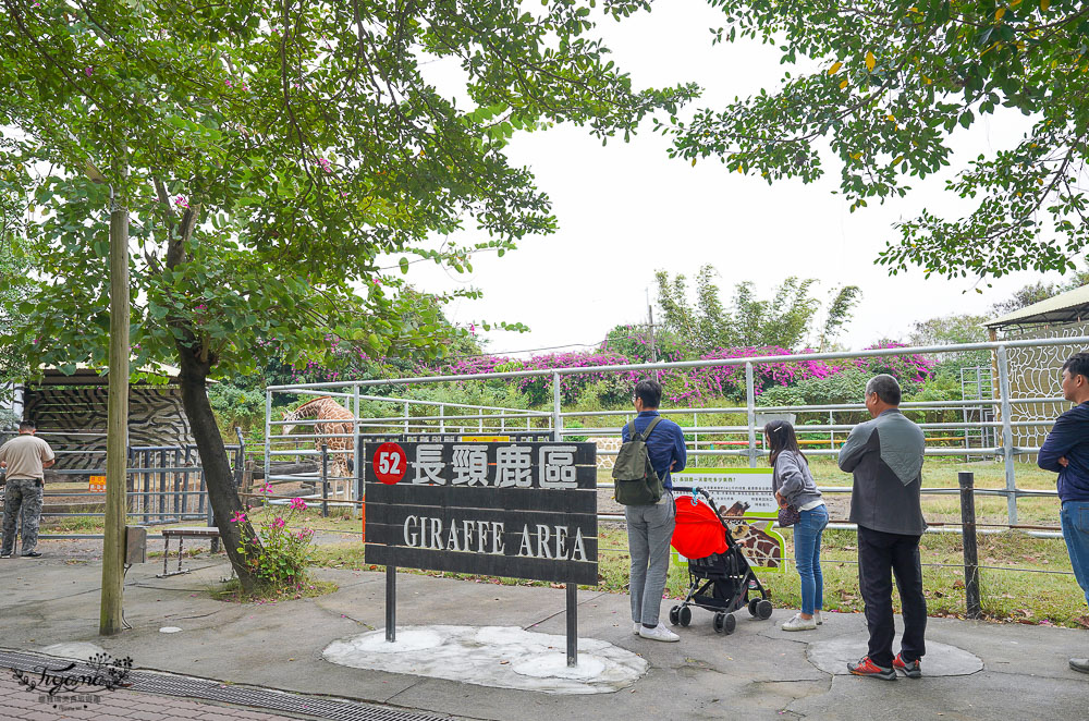 頑皮世界/台南動物園：餵食觸摸長頸鹿、水豚君、羊駝、梅花鹿，還有一票玩到底兒童遊樂園 @緹雅瑪 美食旅遊趣