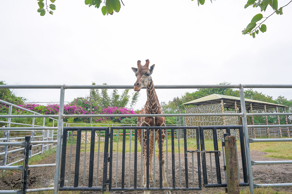 頑皮世界/台南動物園：餵食觸摸長頸鹿、水豚君、羊駝、梅花鹿，還有一票玩到底兒童遊樂園 @緹雅瑪 美食旅遊趣