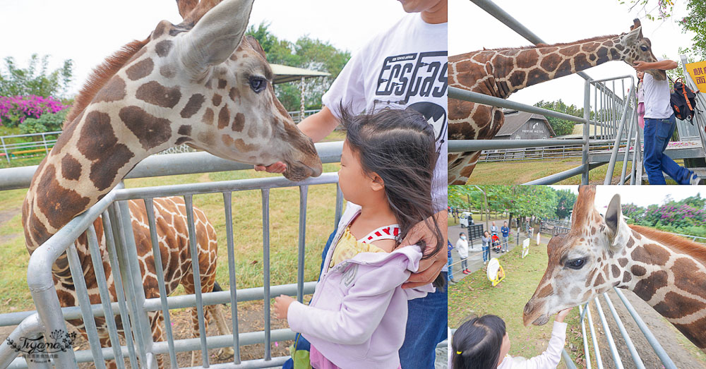 頑皮世界/台南動物園：餵食觸摸長頸鹿、水豚君、羊駝、梅花鹿，還有一票玩到底兒童遊樂園 @緹雅瑪 美食旅遊趣