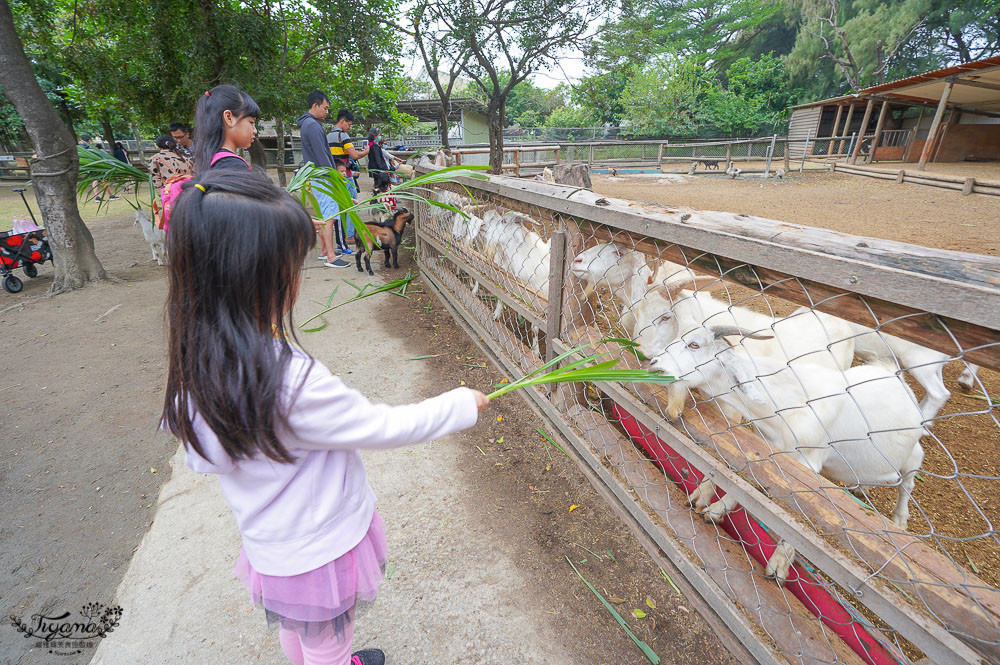 頑皮世界/台南動物園：餵食觸摸長頸鹿、水豚君、羊駝、梅花鹿，還有一票玩到底兒童遊樂園 @緹雅瑪 美食旅遊趣