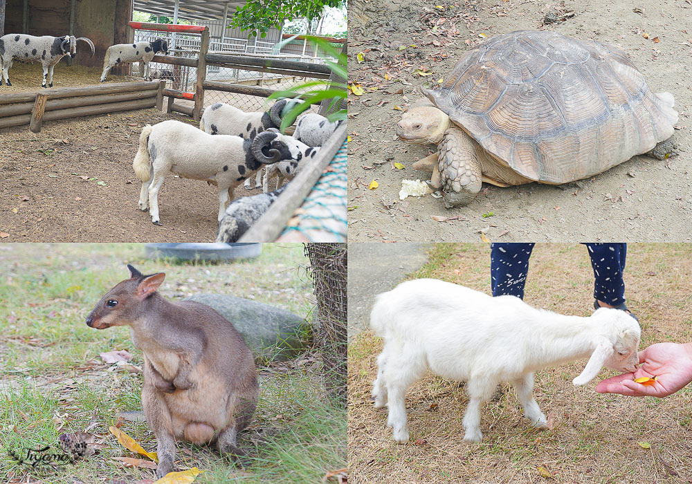 頑皮世界/台南動物園：餵食觸摸長頸鹿、水豚君、羊駝、梅花鹿，還有一票玩到底兒童遊樂園 @緹雅瑪 美食旅遊趣