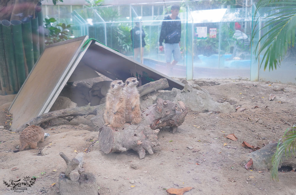 頑皮世界/台南動物園：餵食觸摸長頸鹿、水豚君、羊駝、梅花鹿，還有一票玩到底兒童遊樂園 @緹雅瑪 美食旅遊趣