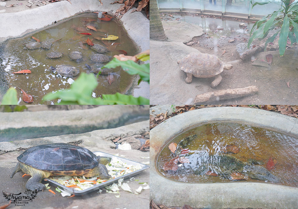 頑皮世界/台南動物園：餵食觸摸長頸鹿、水豚君、羊駝、梅花鹿，還有一票玩到底兒童遊樂園 @緹雅瑪 美食旅遊趣