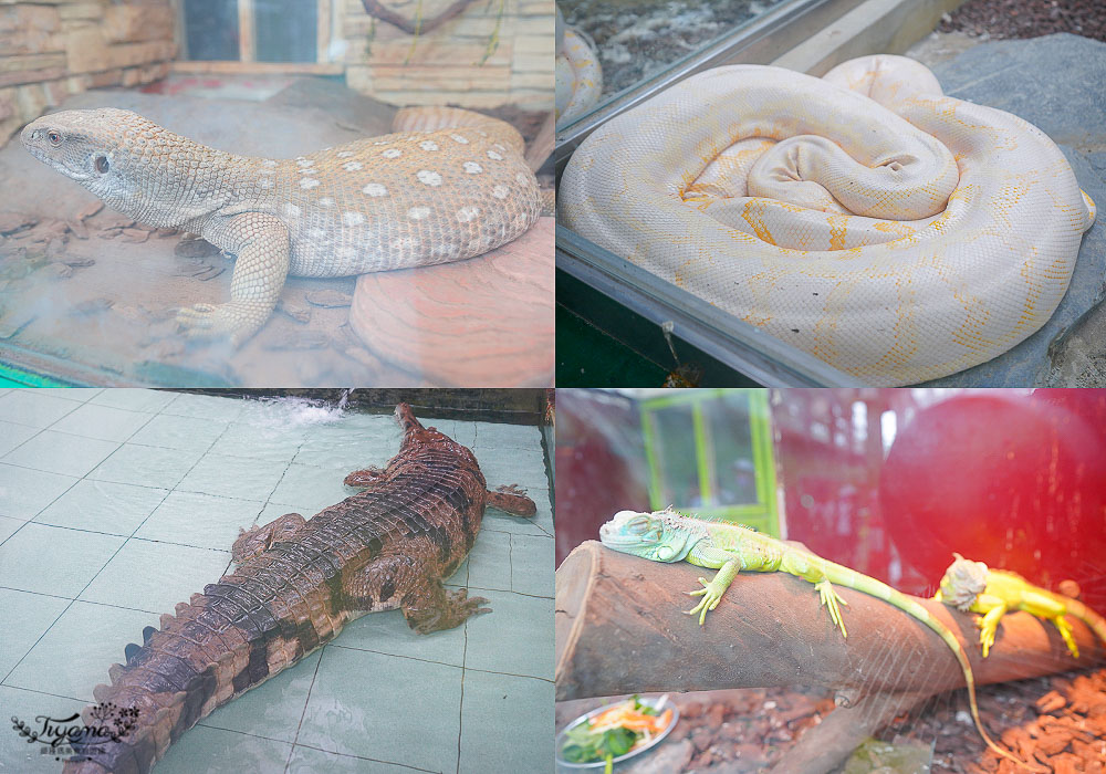 頑皮世界/台南動物園：餵食觸摸長頸鹿、水豚君、羊駝、梅花鹿，還有一票玩到底兒童遊樂園 @緹雅瑪 美食旅遊趣