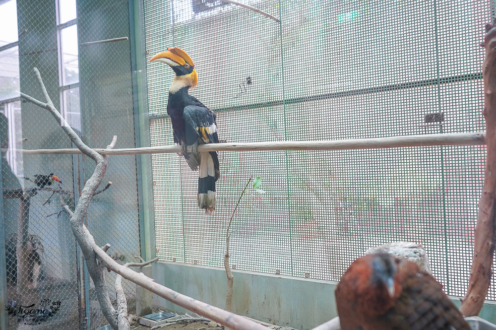 頑皮世界/台南動物園：餵食觸摸長頸鹿、水豚君、羊駝、梅花鹿，還有一票玩到底兒童遊樂園 @緹雅瑪 美食旅遊趣