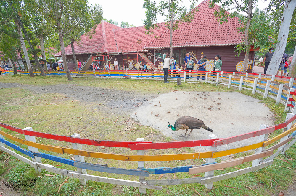 頑皮世界/台南動物園：餵食觸摸長頸鹿、水豚君、羊駝、梅花鹿，還有一票玩到底兒童遊樂園 @緹雅瑪 美食旅遊趣