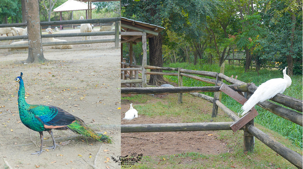 頑皮世界/台南動物園：餵食觸摸長頸鹿、水豚君、羊駝、梅花鹿，還有一票玩到底兒童遊樂園 @緹雅瑪 美食旅遊趣