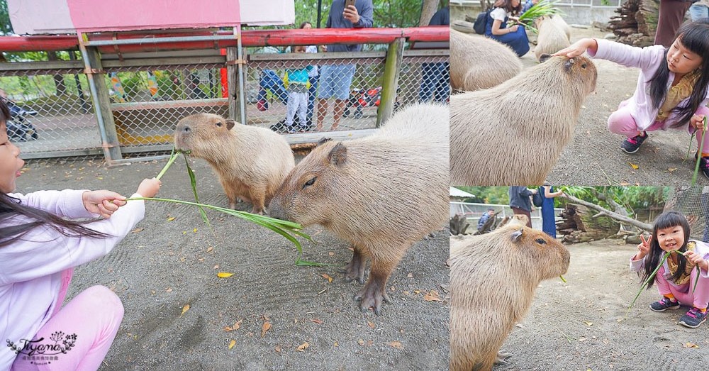 頑皮世界/台南動物園：餵食觸摸長頸鹿、水豚君、羊駝、梅花鹿，還有一票玩到底兒童遊樂園 @緹雅瑪 美食旅遊趣