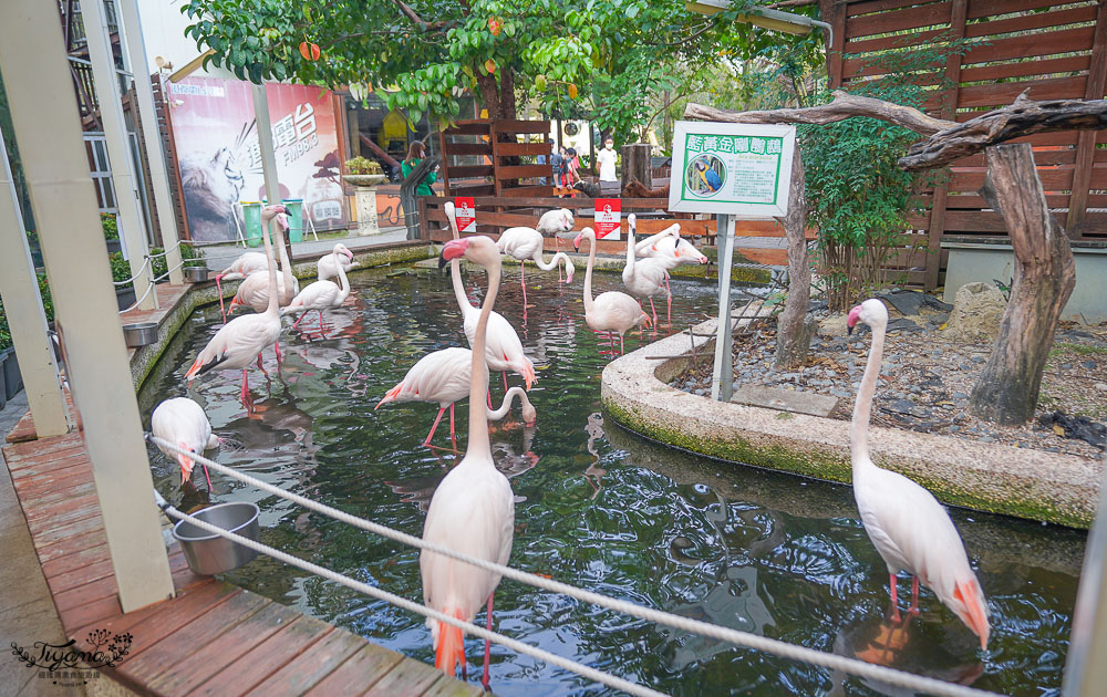 高雄機場咖啡.淨園農場》親子景點，超大溜滑梯沙坑、落羽松帳蓬野餐、看飛機、坐小火車 @緹雅瑪 美食旅遊趣