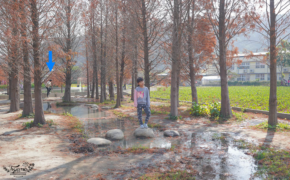 台中落羽松景點》后里泰安·羽粼落羽松，打造網美場景的人氣落羽松景點|泰安國小旁 @緹雅瑪 美食旅遊趣