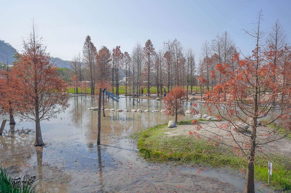 台中落羽松景點》后里泰安·羽粼落羽松，打造網美場景的人氣落羽松景點|泰安國小旁 @緹雅瑪 美食旅遊趣