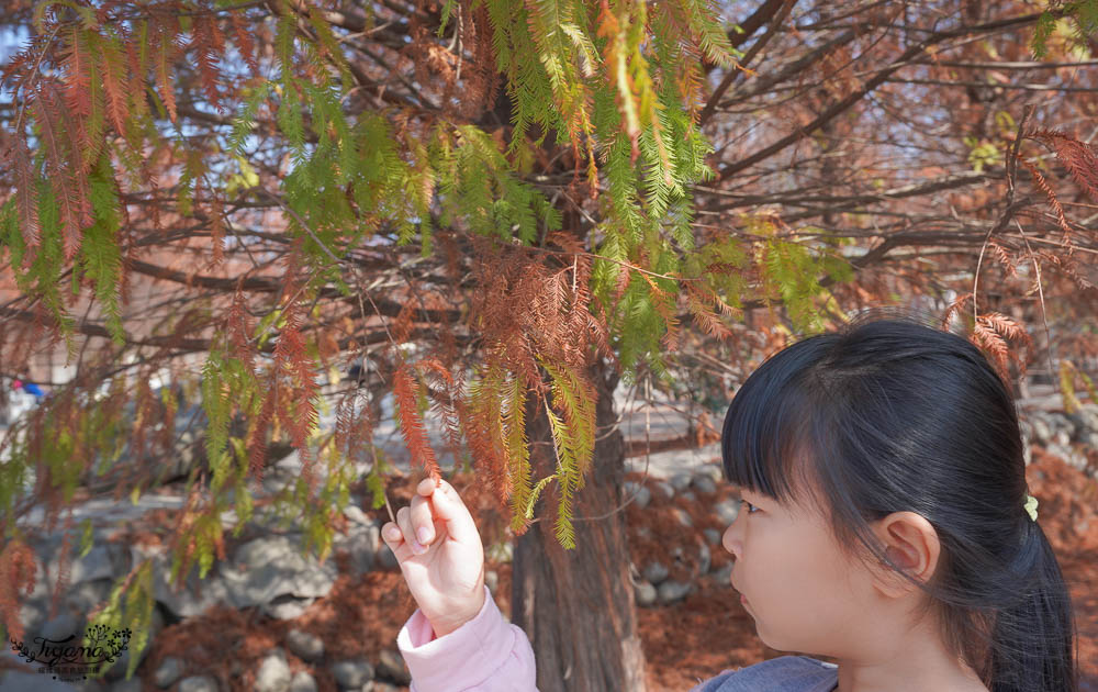 台中落羽松景點》后里泰安·羽粼落羽松，打造網美場景的人氣落羽松景點|泰安國小旁 @緹雅瑪 美食旅遊趣