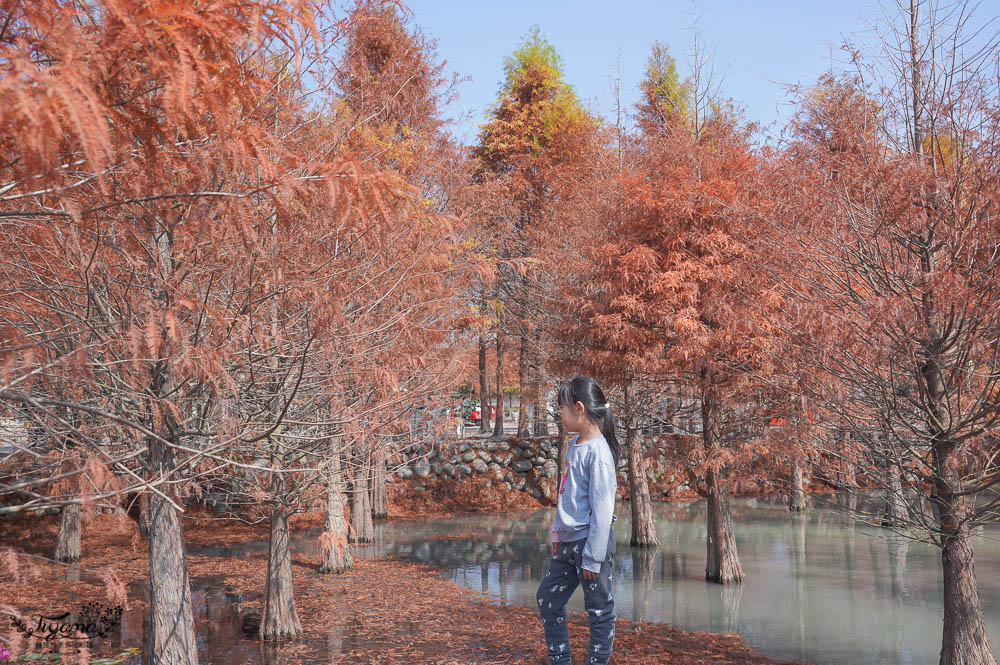 台中落羽松景點》后里泰安·羽粼落羽松，打造網美場景的人氣落羽松景點|泰安國小旁 @緹雅瑪 美食旅遊趣