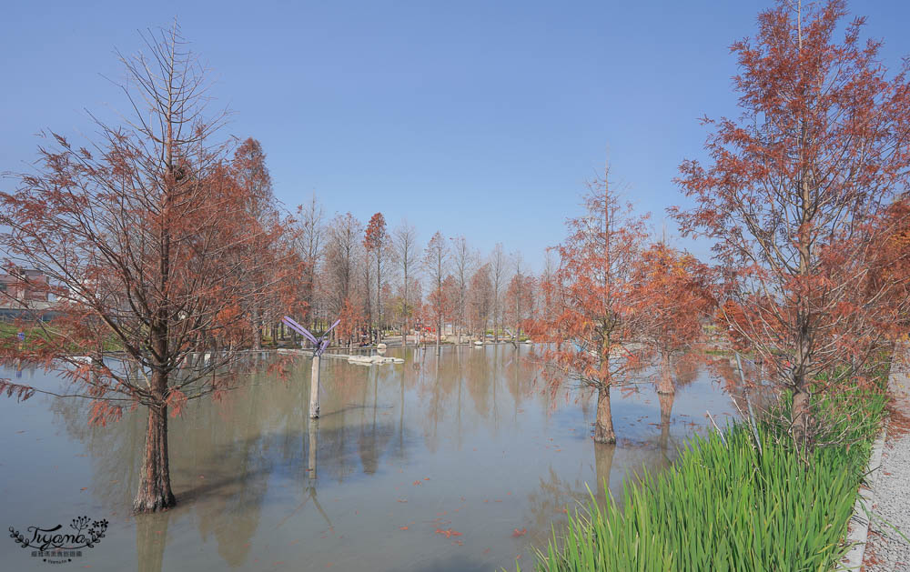 台中落羽松景點》后里泰安·羽粼落羽松，打造網美場景的人氣落羽松景點|泰安國小旁 @緹雅瑪 美食旅遊趣