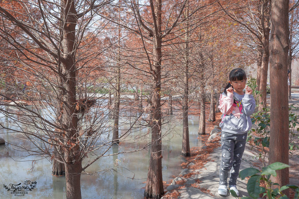 台中落羽松景點》后里泰安·羽粼落羽松，打造網美場景的人氣落羽松景點|泰安國小旁 @緹雅瑪 美食旅遊趣