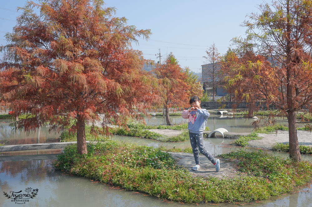 台中落羽松景點》后里泰安·羽粼落羽松，打造網美場景的人氣落羽松景點|泰安國小旁 @緹雅瑪 美食旅遊趣