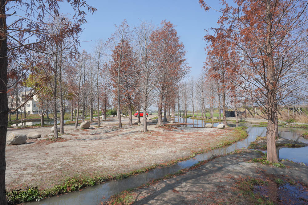 台中落羽松景點》后里泰安·羽粼落羽松，打造網美場景的人氣落羽松景點|泰安國小旁 @緹雅瑪 美食旅遊趣