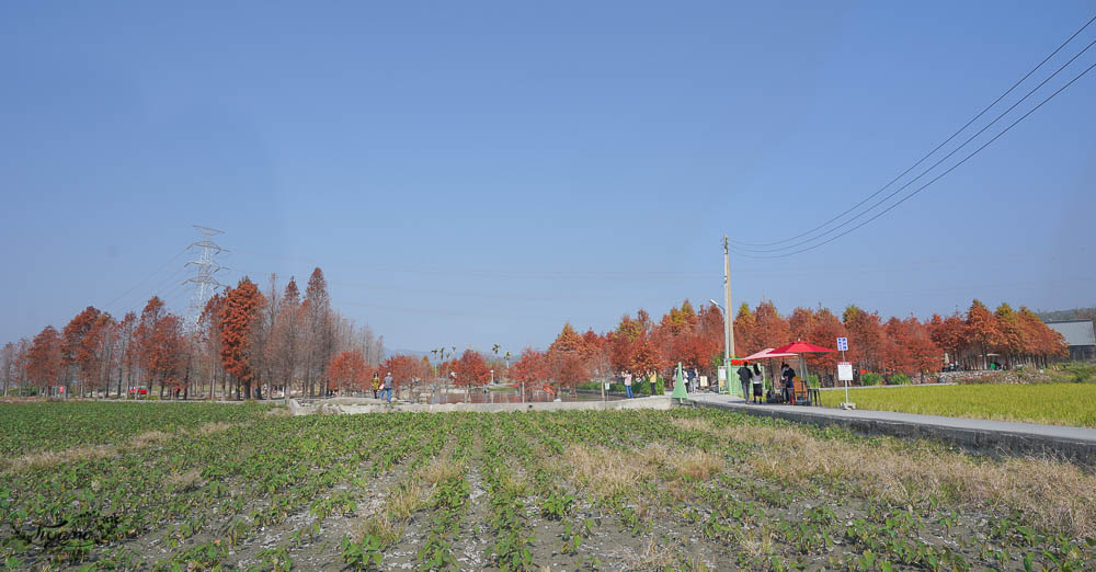 台中落羽松景點》后里泰安·羽粼落羽松，打造網美場景的人氣落羽松景點|泰安國小旁 @緹雅瑪 美食旅遊趣