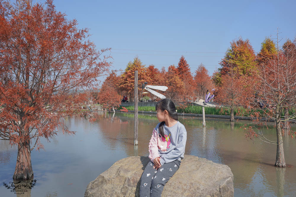 台中落羽松景點》后里泰安·羽粼落羽松，打造網美場景的人氣落羽松景點|泰安國小旁 @緹雅瑪 美食旅遊趣