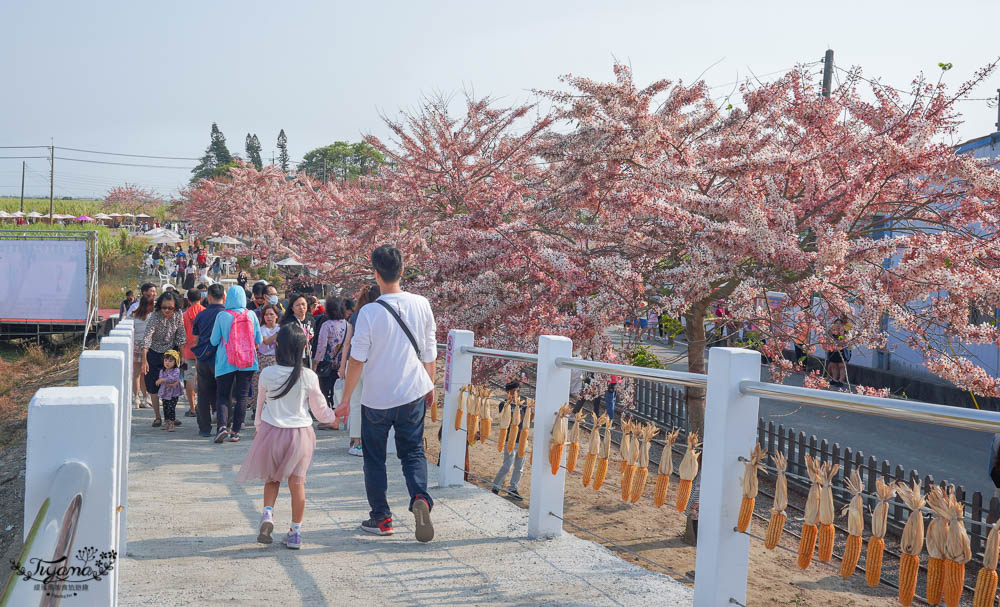 台南花旗木炸開了！！花旗木步道，金砂里新寮台糖鐵道賞花 @緹雅瑪 美食旅遊趣