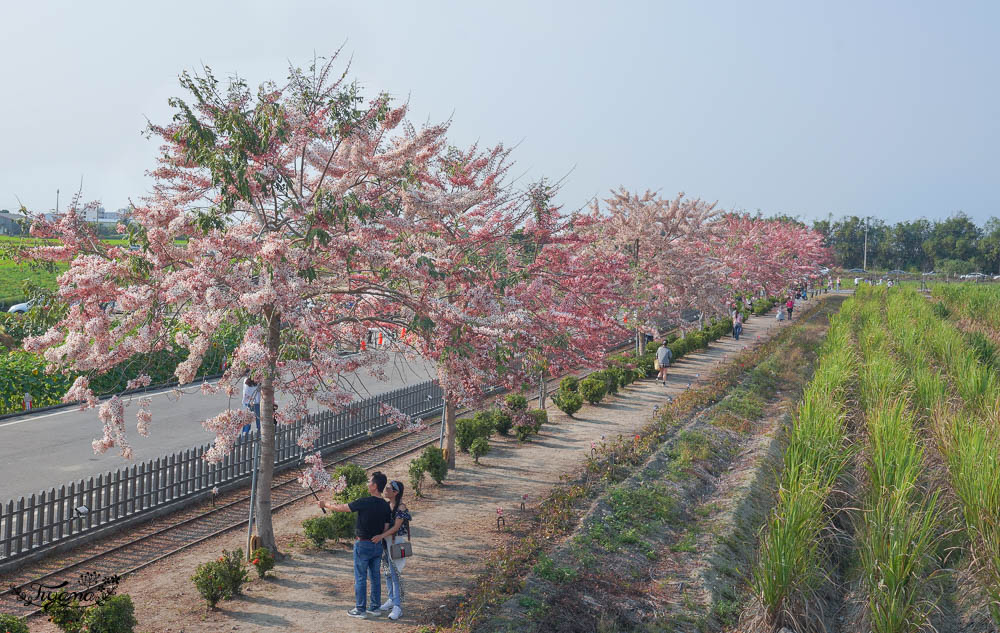 台南花旗木炸開了！！花旗木步道，金砂里新寮台糖鐵道賞花 @緹雅瑪 美食旅遊趣