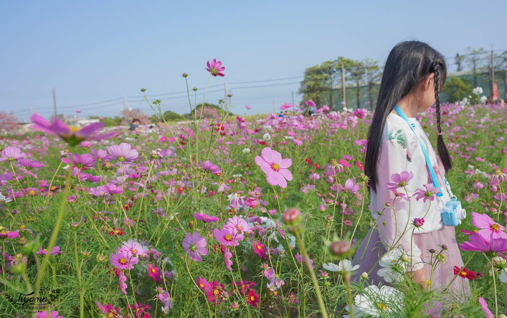 台南花旗木炸開了！！花旗木步道，金砂里新寮台糖鐵道賞花 @緹雅瑪 美食旅遊趣