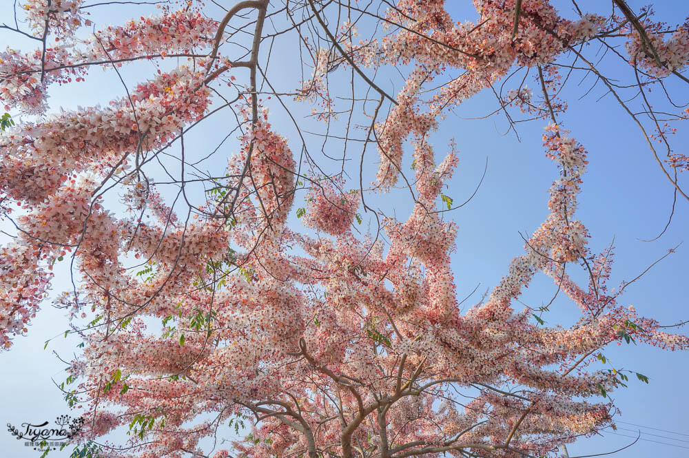 台南花旗木炸開了！！花旗木步道，金砂里新寮台糖鐵道賞花 @緹雅瑪 美食旅遊趣