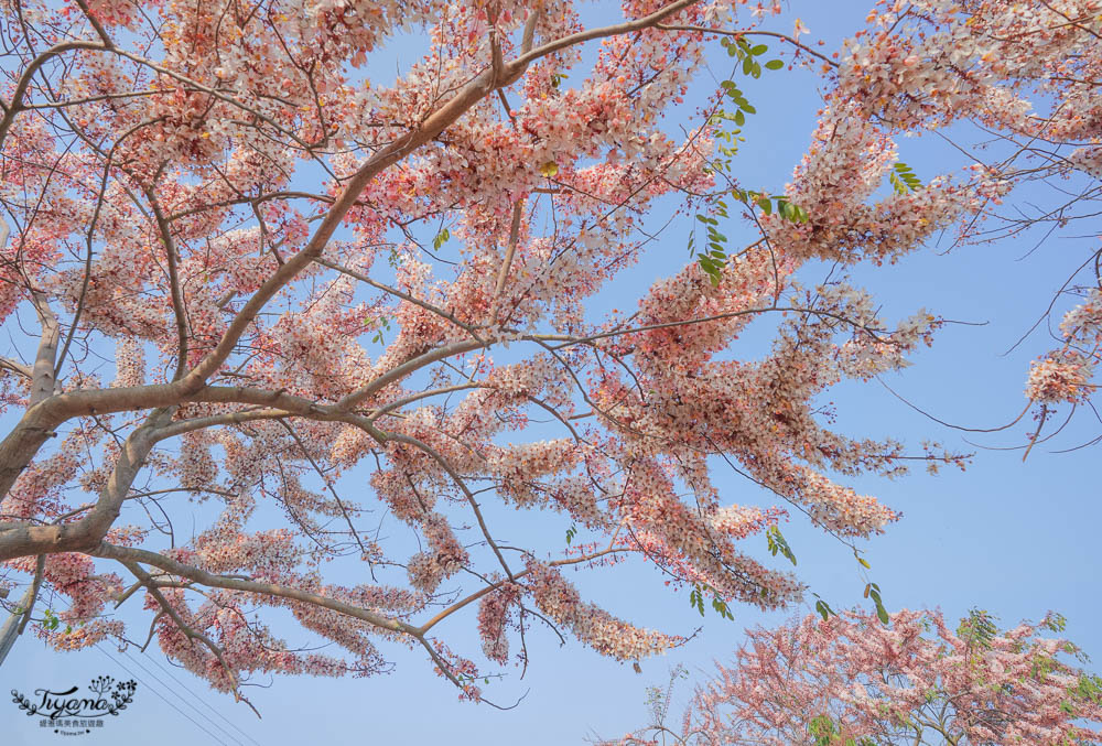 台南花旗木炸開了！！花旗木步道，金砂里新寮台糖鐵道賞花 @緹雅瑪 美食旅遊趣