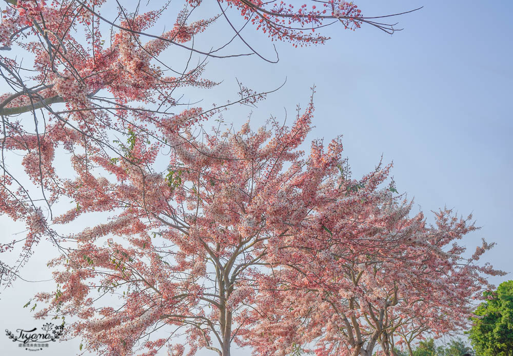 台南花旗木炸開了！！花旗木步道，金砂里新寮台糖鐵道賞花 @緹雅瑪 美食旅遊趣