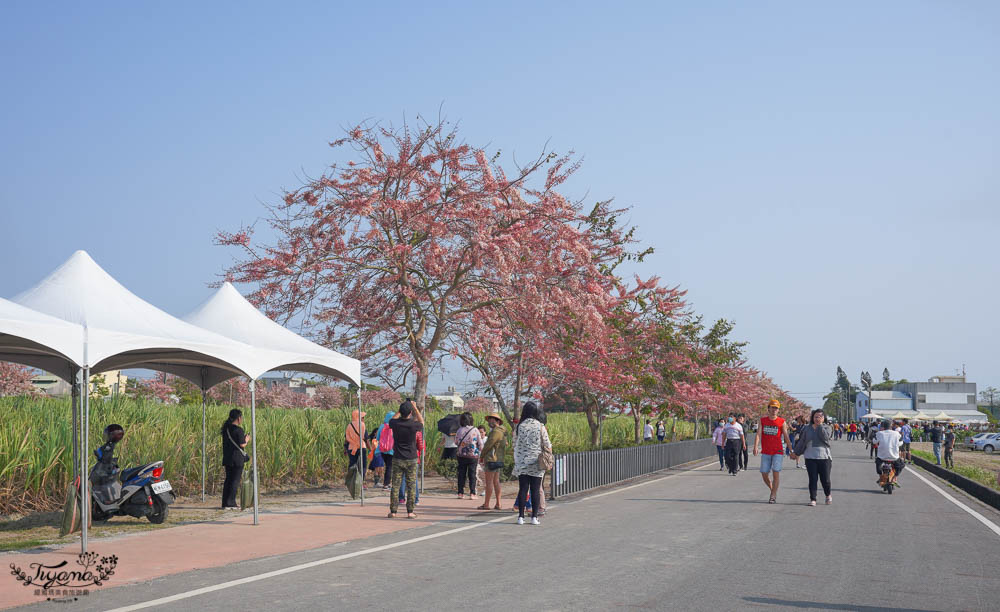 台南花旗木炸開了！！花旗木步道，金砂里新寮台糖鐵道賞花 @緹雅瑪 美食旅遊趣