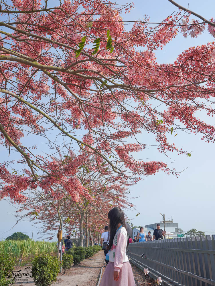 台南花旗木炸開了！！花旗木步道，金砂里新寮台糖鐵道賞花 @緹雅瑪 美食旅遊趣