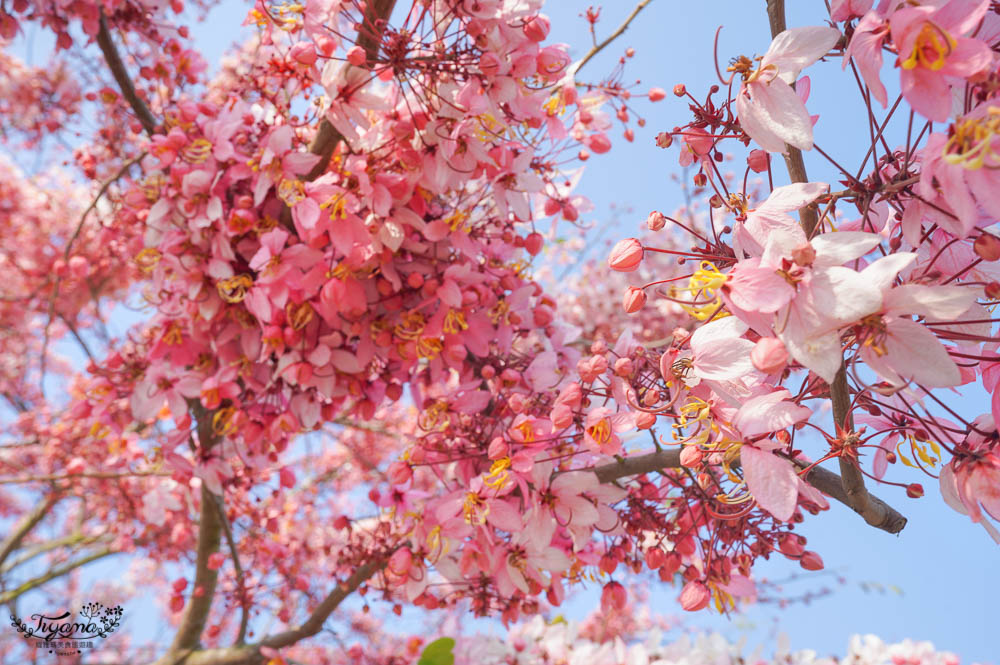 台南花旗木炸開了！！花旗木步道，金砂里新寮台糖鐵道賞花 @緹雅瑪 美食旅遊趣