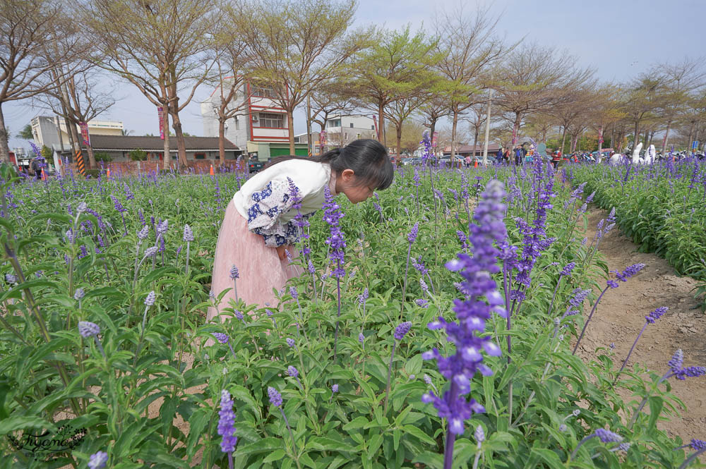 台南蜀葵花、金色麥田這裡看，學甲蜀葵花季，最佳賞花期預估清明連假最美~ @緹雅瑪 美食旅遊趣